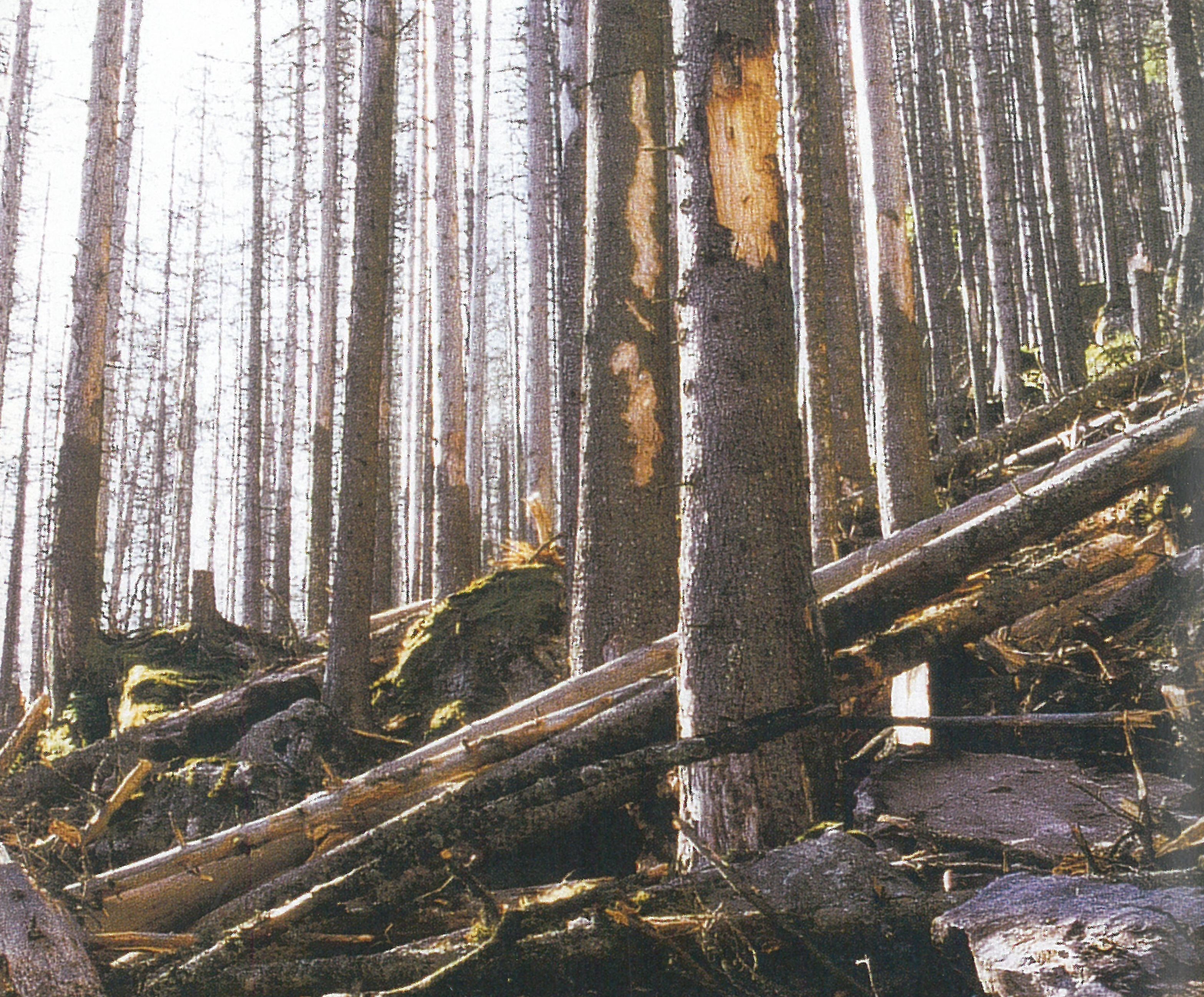 Gemeinde Schwanden (GL)  – 2001 - Sophie und Karl Binding Stiftung - Umwelt – Soziales – Kultur: Headerbild