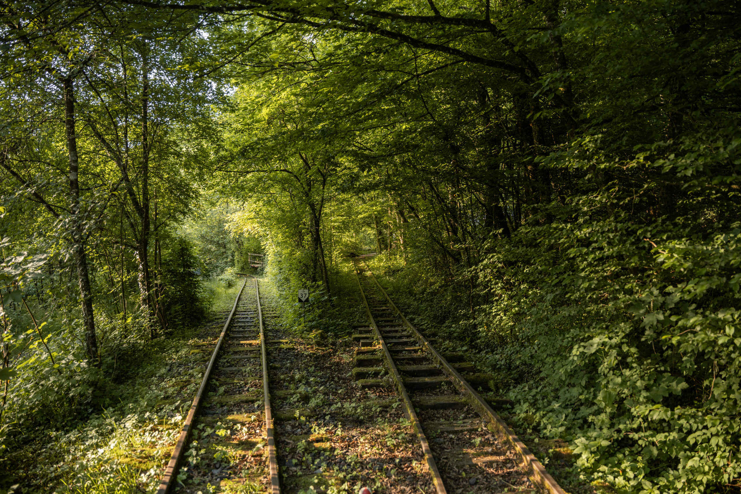 Zwei Geleise führen in einen stark begrünten Wald